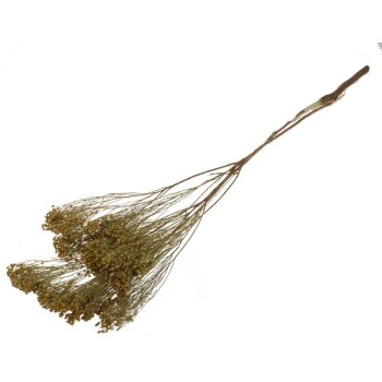 Broom Bloom natur 25 g Trockengräser Trockenfloristik