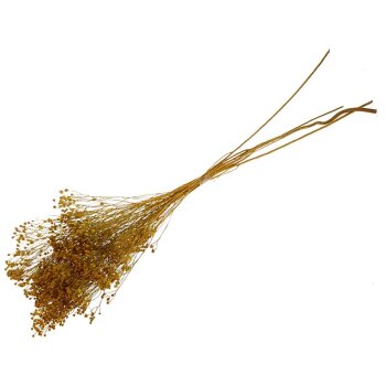 Broom Bloom gelb 25 g Trockengräser Trockenfloristik