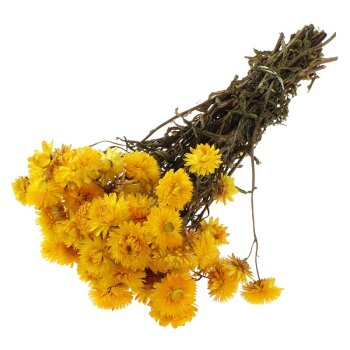 Getrocknete Strohblumen gelb Helichrysum