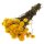 Getrocknete Strohblumen gelb Helichrysum