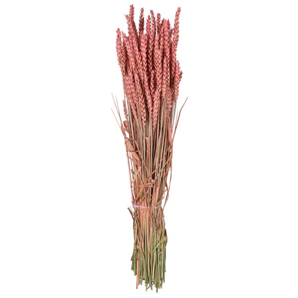 Getrockneter Weizen rosa gefärbt Deko-Weizen Deko-Getreide