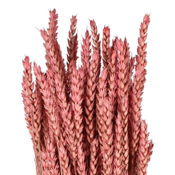 Getrockneter Weizen rosa gefärbt Deko-Weizen Deko-Getreide