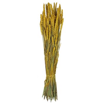 Getrockneter Weizen gelb gefärbt Deko-Weizen Deko-Getreide