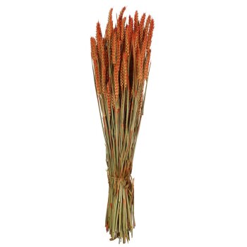 Getrockneter Weizen orange gefärbt Deko-Weizen...