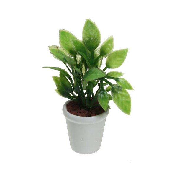 Mini-Grünpflanze 7 cm